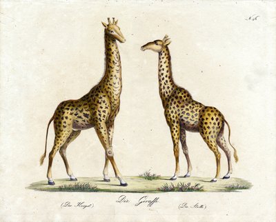 The Giraffe (Male and Female) by Karl Joseph Brodtmann