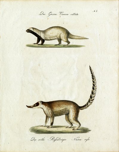 The Grison and Coati by Karl Joseph Brodtmann