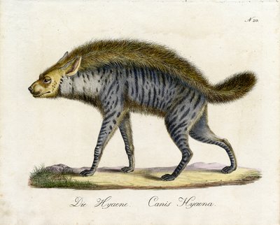 The Hyena by Karl Joseph Brodtmann