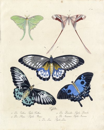 Tropical Butterflies by Karl Joseph Brodtmann