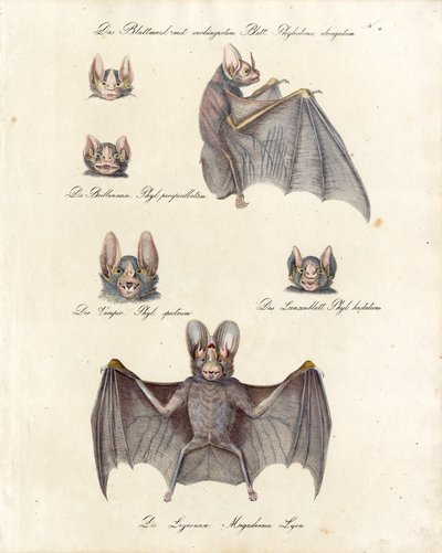 Various Bat Species by Karl Joseph Brodtmann