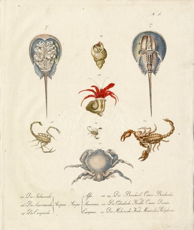 Various Crustaceans and Marine Creatures by Karl Joseph Brodtmann