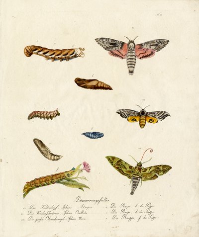 Various Hawk Moths by Karl Joseph Brodtmann