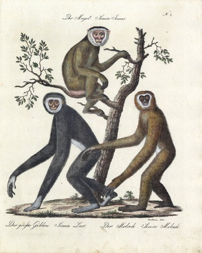 Various Monkey Species by Karl Joseph Brodtmann