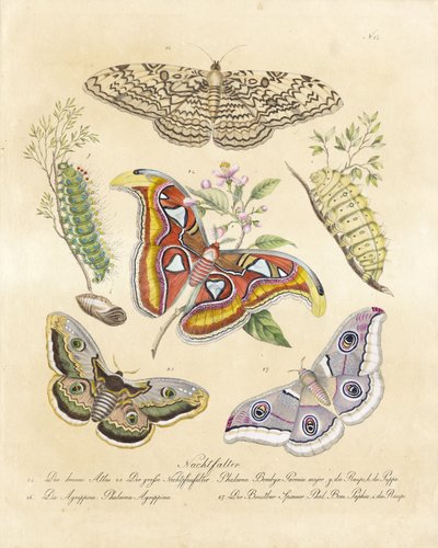 Various Moths by Karl Joseph Brodtmann