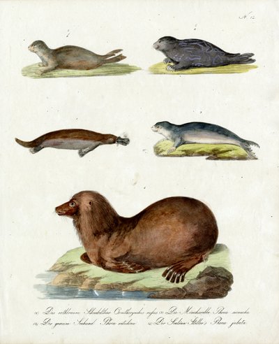 Various Species of Seals by Karl Joseph Brodtmann