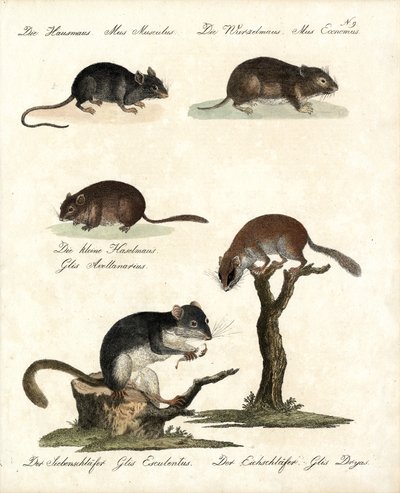 Various Types of Mice by Karl Joseph Brodtmann
