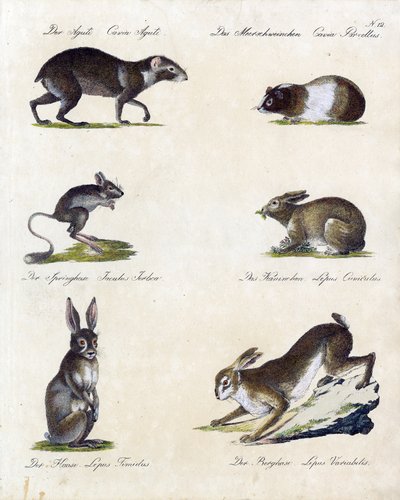 Various Types of Small Mammals by Karl Joseph Brodtmann