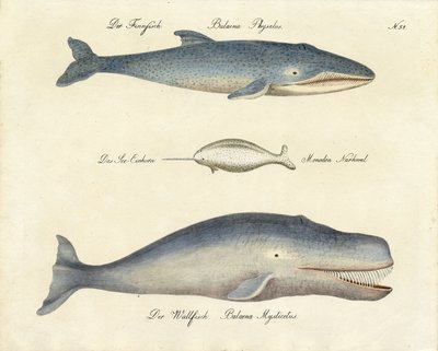Various Whale Species by Karl Joseph Brodtmann