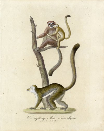 White-eared Lemurs by Karl Joseph Brodtmann