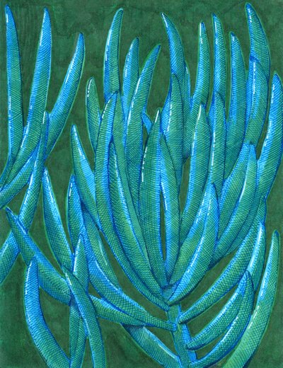 Vibrant Teal Succulents by Katie O'Shea