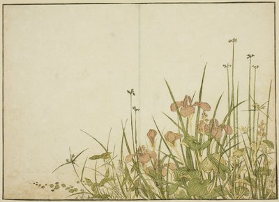 Summer Flowers: Irises and Water Plantains, from the book 