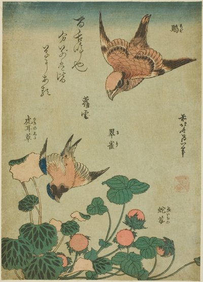 Bull-headed Shrike and Bluebird with Saxifrage and Wild Strawberry (Mozu, ruri, yukinoshita, hebi-ichigo), from an Untitled Series of Flowers and Birds by Katsushika Hokusai