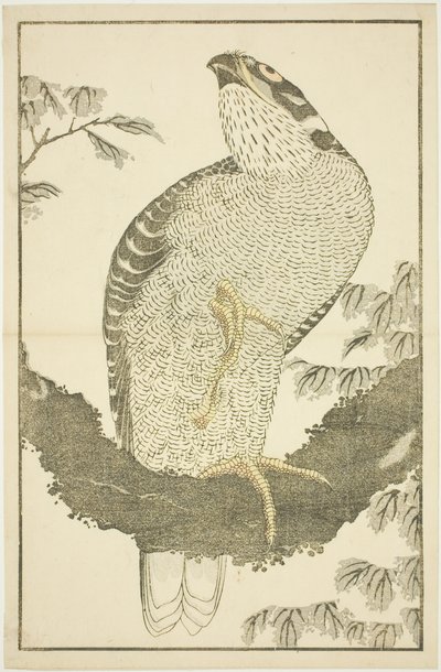 Hawk, from The Picture Book of Realistic Paintings of Hokusai by Katsushika Hokusai