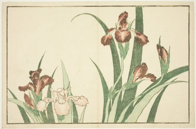 Iris, from The Picture Book of Realistic Paintings of Hokusai by Katsushika Hokusai