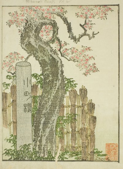 Komachi Cherry Tree, from the illustrated book 
