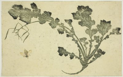 Wasp and Turnip Stalk, from "The Picture Book of Realistic Paintings of Hokusai" by Katsushika Hokusai