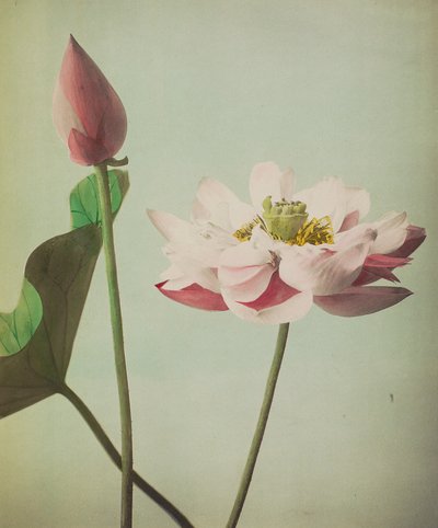 Lotus, 1896 by Kazumasa Ogawa