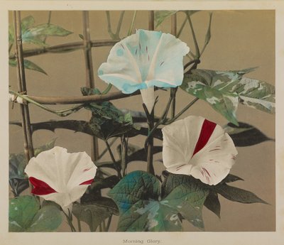 Morning Glory by Kazumasa Ogawa