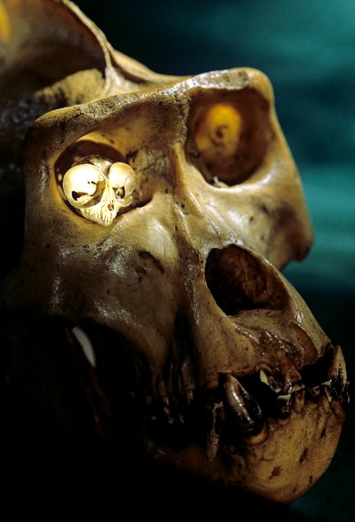 Homo Erectus, Gorilla and Tarsier, Largest and smallest Primates, Bruce Latimer