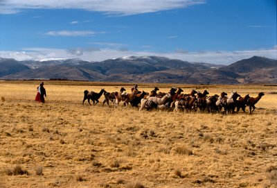 Llama salt caravan, Empires of the Sun, Bolivia, native peoples, Andes, Tiwanaku, 2002 by Kenneth Garrett