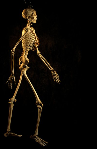 Scientific study Modern Human skeleton, George Washington University by Kenneth Garrett