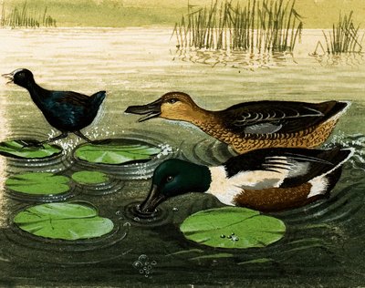 Ducks and Drakes by Kenneth Lilly