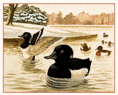 Ducks and Drakes by Kenneth Lilly