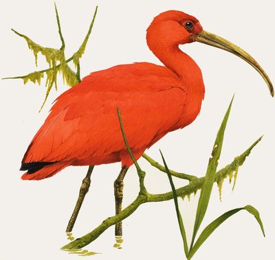 I for Ibis by Kenneth Lilly