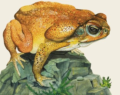 The Giant Toad by Kenneth Lilly