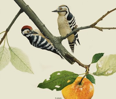 The Lesser Spotted Woodpecker, Male and Female by Kenneth Lilly