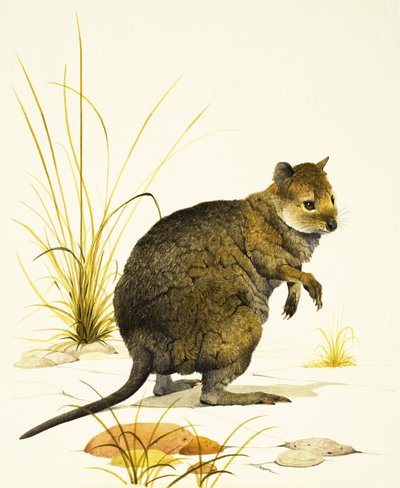 The Quokka from Australia, a Type of Wallaby by Kenneth Lilly