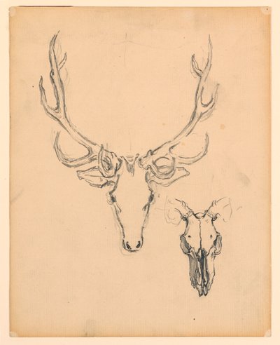 Study of Stag Head by Kenyon Cox