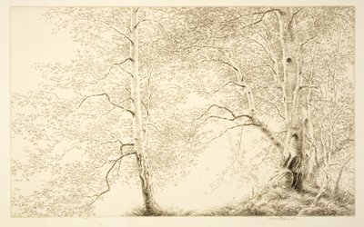 Birches by Kerr Eby