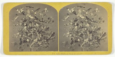 Birds of New England, 1855-75 by Kilburn Brothers, BW Kilburn