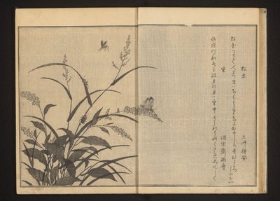 Cricket and Fireflies on Polygonum and Reeds by Kitagawa Utamaro