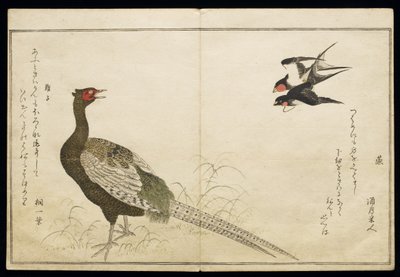 Pair of Chimney Swallows and a Green Pheasant, from an album 