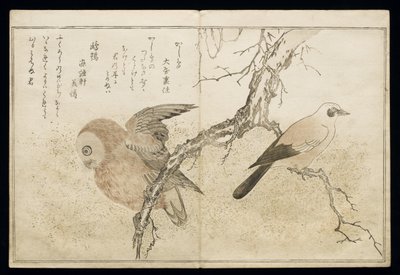 Jay on the Right and an Owl on the Left, from an Album 