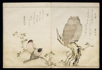 An Owl and Two Eastern Bullfinches, from an album 