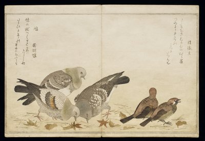 Three Pigeons and Two Finches, from an Album 