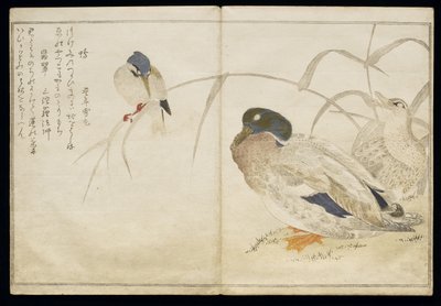 Two Wild Ducks and a Common Kingfisher, from an Album 