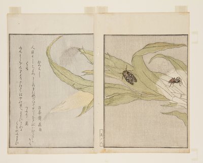 Spider and Evening Cicada by Kitagawa Utamaro