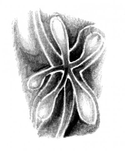 Abstract Organic Forms by Kulik