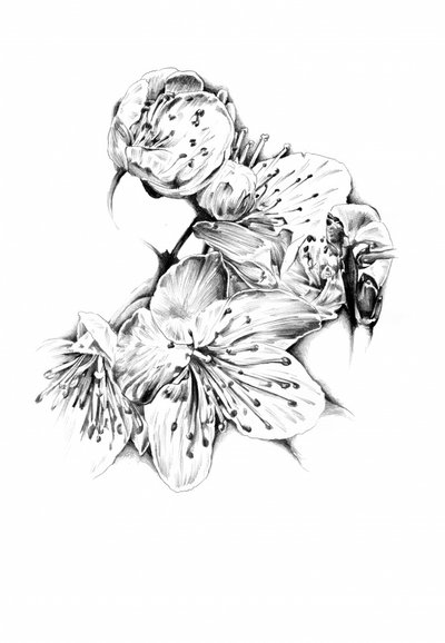 Cherry Blossom Drawing by Kulik
