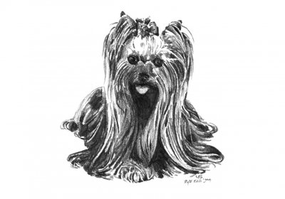 Cute Yorkie Drawing by Kulik