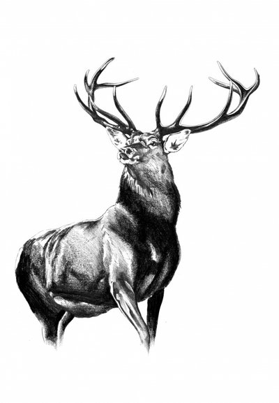 Deer Forest Art Drawing Sketch 8 by Kulik