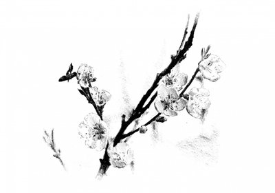 Delicate Blossom Sketch by Kulik