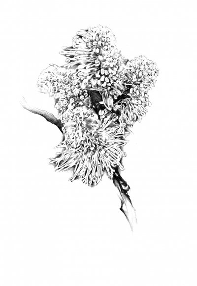 Delicate Botanical Drawing by Kulik