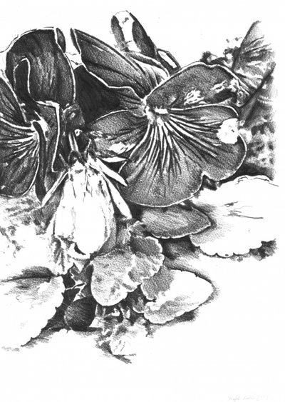 Delicate Pansy Blooms by Kulik