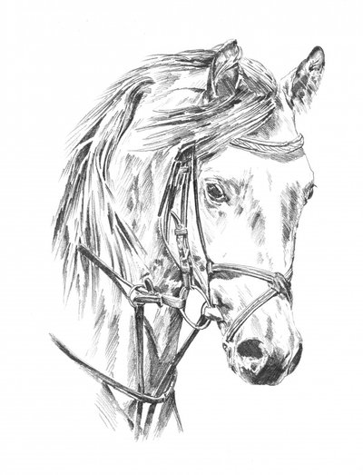 Elegant Horse Portrait by Kulik